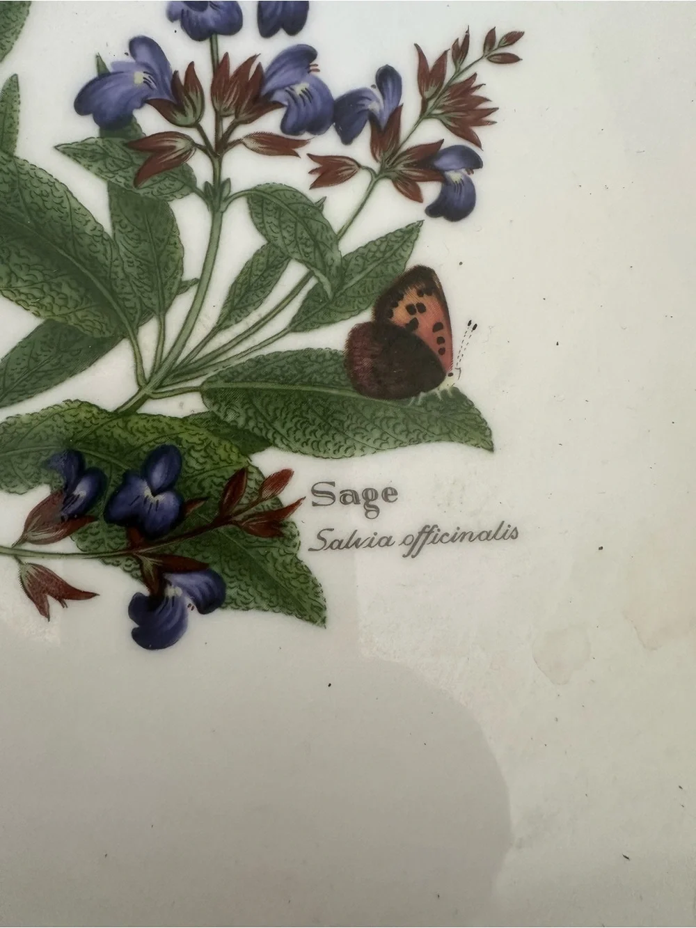 Botanical Sage Floral Square Serving Platter - White with Green Trim